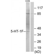 Western blot analysis of extracts from COS-7 cells, using 5-HT-1F antibody.