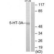 Western blot analysis of extracts from HT-29 cells, using 5-HT-3A antibody. The lane on the right is blocked with the synthesized peptide.
