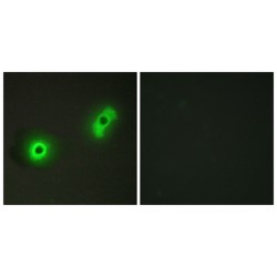 Ik3-2 Antibody