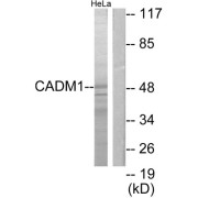 Western blot analysis of extracts from HeLa cells, using CADM1 antibody.