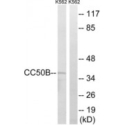 Western blot analysis of extracts from K562 cells, using TMEM30B antibody.
