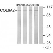 Western blot analysis of extracts from K562 cells, HT-29 cells, A549 cells and COS-7 cells, using COL6A2 antibody.