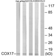 Western blot analysis of extracts from HeLa cells, HepG2 cells, COLO cells and 293 cells, using COX17 antibody.