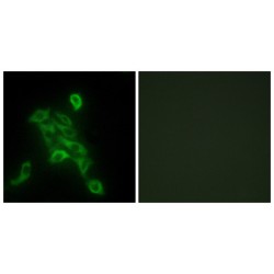 Cytochrome C Oxidase Subunit 6C (COX6C) Antibody