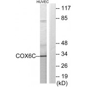 Western blot analysis of extracts from HUVEC cells, using COX6C antibody.
