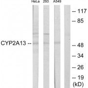 Western blot analysis of extracts from HeLa cells, 293 cells and A549 cells, using CYP2A13 antibody.