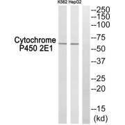Western blot analysis of extracts from K562 cells and HepG2 cells, using CYP2E1 antibody.