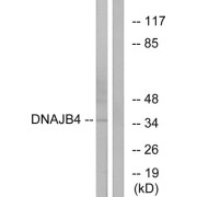 Western blot analysis of extracts from HepG2 cells, using DNAJB4 antibody.