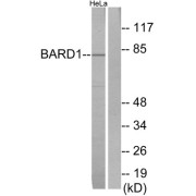 Western blot analysis of extracts from HeLa cells, using BARD1 antibody.