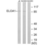 Western blot analysis of extracts from Jurkat cells and HUVEC cells, using ELOA1 antibody.
