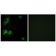 Immunofluorescence analysis of COS-7 cells, using LAMA1 antibody.