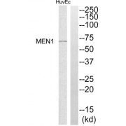 Western blot analysis of extracts from HuvEc cells, using MEN1 antibody.