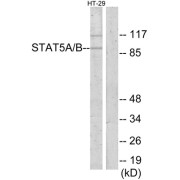 Western blot analysis of extracts from HT-29 cells, using STAT5A/B antibody.