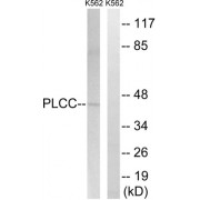 Western blot analysis of extracts from K562 cells, using AGPAT3 antibody.