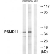 Western blot analysis of extracts from 293 cells and HepG2 cells, using PSMD11 antibody.