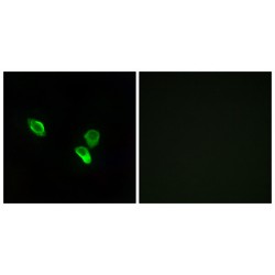 Mitochondrial Ribosomal Protein S18C (MRPS18C) Antibody