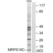 Western blot analysis of extracts from K562 cells, using MRPS18C antibody.