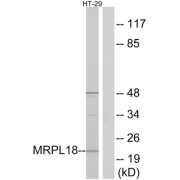 Western blot analysis of extracts from HT-29 cells, using MRPL18 antibody.
