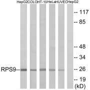 Western blot analysis of extracts from HepG2 cells, COLO cells, HT-29 cells, HeLa cells and HUVEC cells, using RPS9 antibody.