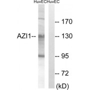 Western blot analysis of extracts from HUVEC cells, using AZI1 antibody.