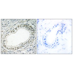 Ribosomal Protein L36 (RPL36) Antibody