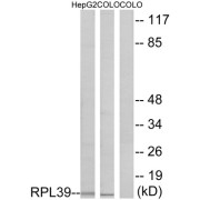 Western blot analysis of extracts from HepG2 cells and COLO cells, using RPL39 antibody.