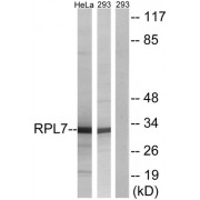 Western blot analysis of extracts from HeLa cells and 293 cells, using RPL7 antibody.