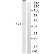 Western blot analysis of extracts from A549 cells, using PGD antibody.