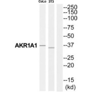 abx014163