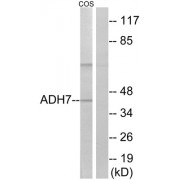 Western blot analysis of extracts from COS cells, using ADH7 antibody.