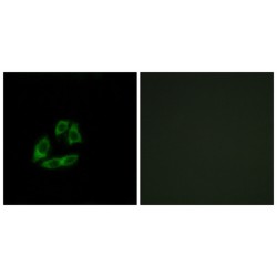 Arfaptin 1 (ARFIP1) Antibody