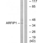 Western blot analysis of extracts from Jurkat cells, using ARFIP1 antibody.