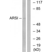 Western blot analysis of extracts from COS7 cells, using ARSI antibody.