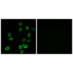 ATP Synthase F(0) Complex Subunit C3, Mitochondrial (ATP5G3) Antibody