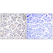 Immunohistochemistry analysis of paraffin-embedded human pancreas tissue using ATP5G3 antibody.