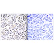 Immunohistochemistry analysis of paraffin-embedded human pancreas tissue using ATP5G3 antibody.