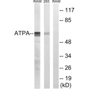 Western blot analysis of extracts from RAW264.7 cells and 293 cells, using ATP5A1 antibody.