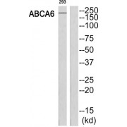 ATP Binding Cassette Transporter A6 (ABCA6) Antibody