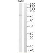 Western blot analysis of extracts from HepG2 cells, using ABCB7 antibody.