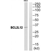 Western blot analysis of extracts from CoLo cells, using BCL2L12 antibody.