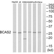 Western blot analysis of extracts from HeLa cells, HepG2 cells, Huvec cells, A549 cells, K562 cells and Jurkat cells, using BCAS2 antibody.