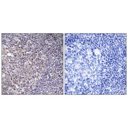 Breast Carcinoma-Amplified Sequence 4 (BCAS4) Antibody