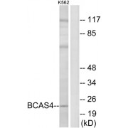 Western blot analysis of extracts from K562 cells, using BCAS4 antibody.