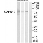 Western blot analysis of extracts from NIH-3T3 cells, A549 cells and K562 cells, using CAPN12 antibody.