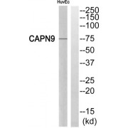 Western blot analysis of extracts from HuvEc cells, using CAPN9 antibody.