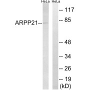 Western blot analysis of extracts from HeLa cells, using ARPP21 antibody.