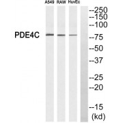 Western blot analysis of extracts from A549 cells, RAW264.7 cells and HuvEc cells, using PDE4C antibody.