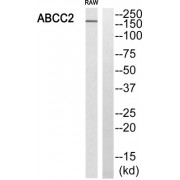 Western blot analysis of extracts from RAW264.7 cells, using ABCC2 antibody.