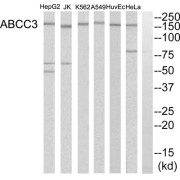 Western blot analysis of extracts from HeLa cells, A549 cells, Jurkat cells, HuvEc cells, K562 cells and HepG2 cells, using ABCC3 antibody.