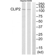 Western blot analysis of extracts from HepG2 cells and A549 cells, using CLIP2 antibody.